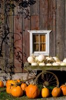 Autumn display of pumpkins - Cucurbita pepo 'Howden' and 'Lumina' on an old wagon in front of a wooden barn 
