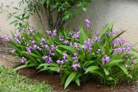 Bletilla hyacinthina