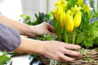 Making floral spring arrangement