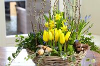 Spring arrangement in basket on dining table - Prunus - Cherry twigs, Narcissus - Daffodil 'Tete a Tete', Muscari armeniacum - Grape hyacinth, Hyacinthus, Tolmiea menziesii, Tulipa 'Strong Gold' - Tulip and yellow bird decorations
