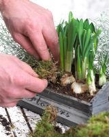 Planting spring container - adding Leucophyta brownii  - Moss to Crocus, Calocephalus, Narcissus and Hyacinthus 
