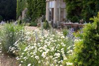 View of gravelled terrace with wild flowers including Chrysanthemum leucanthemum - Ox Eye Daisies and Echium vulgare - Vipers Bugloss - Narborough Hall
 