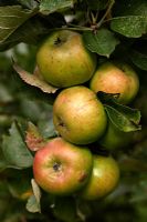 Malus domestica 'Bramley's Seedling' AGM - cooking Apples almost ready to harvest in autumn