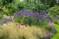 Agastache foeniculum in late summer border with Echinacea and Deschampsia - Dales Farm, NGS Norfolk