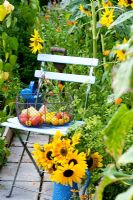 Basket of produce on blue chair with jug of Helianthus annus 