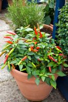 Capsicum annuum in container, Chilli pepper - Woodpeckers, Essex NGS