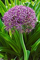 Allium christophii - RHS Wisley