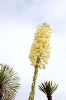 Yucca whipplei Subsp. parishii