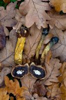 Cordyceps Capitata fungus - parasitic on fruiting body of Elaphamyces Granulatus fungus