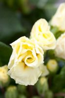 Primula - Primrose 'Clotted Cream'