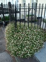 Erigeron karvinskianus - Mexican Fleabane, growing around base of metal fence