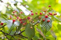 Sorbus alnifolia var submollis