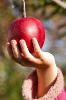 Girl picking Apples - Malus 'Relinda'