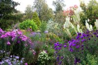 Aster novae-angliae 'Helen Picton', Sanguisorba canadense, Aster novae-angliae 'Barr's Pink' - Picton's Garden