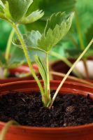 Fragaria x ananassa  'Christine' - Strawberry  Runner rooted in flower pot  