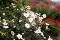 Anemone x hybrida white Bed22a - National Botanic Garden of Wales - Gardd Fotaneg Genedlaethol Cymru