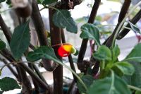 Impatiens Niamniamensis - Congo Cockatoo