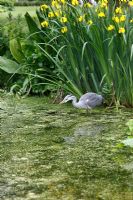 Ardea cinerea - Juvenile heron fishing in garden pond