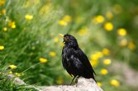 Turdus merula Blackbird - male perching on log after bathing