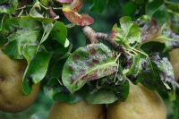 Pear blister mite 'Eriophyes pyri' on Pear leaves