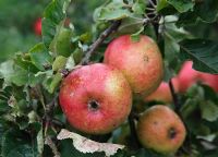 Malus Domestica 'Marston Scarlet Wonder' Apples - close up of ripening fruit 