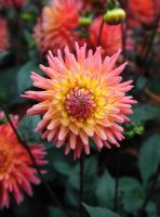 Dahlia 'Oakwood Firelight' 