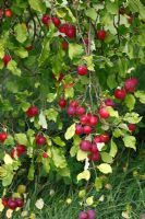 Malus pumila 'Dartmouth' Ornamental apple tree with ripe fruit