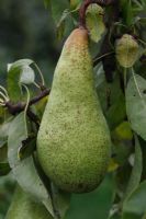 Pyrus communis 'Sierra' Pear close up of ripe fruit 