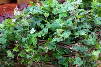 Tiarella 'Happy Trails' growing in basket