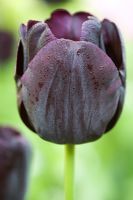 Tulipa 'Paul Scherer'  