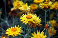 Helichrysum thianschanicum 'Goldkind'