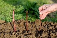 Planting cuttings of Raspberry in lines - Step 3