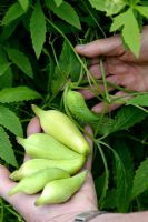 Cyclanthera pedata syn. Momordica pedata - Harvesting Caigua or Achocha fruit