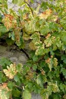 Vine with chlorosis due to iron deficiency or limestone excess