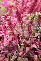 Convolvulus - Bindweed growing through Amaranth