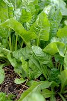 Beta vulgaris subsp cicla var flavescens - Leef Beet 'Perpetual Spinach' with mulching