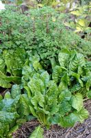 Beta vulgaris - Leaf beet 'Perpetual Spinach' and Oxalis tuberosa - Oca with straw mulching
