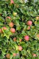 Malus 'Reine des Reinettes' - Espalier trained Apple tree