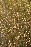 Linum usitatissimum - Common Flax capsules on stems