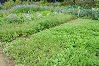 Crop rotation in vegetable garden with Phacelia used as green manure and Borage