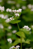 Fagopyrum esculentum - Buckwheat can be used as green manure