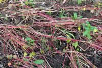 Fagopyrum esculentum - Buckwheat used as green manure mown and kept in place to decompose before to be turned into the soil