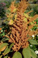 Amaranthus cruentus 'Golden Giant'