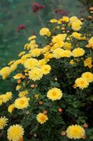 Chrysanthemum 'Nantyderry Sunshne' AGM in October
