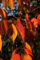 Prunus 'Taihaku' AGM - autumn leaf colour