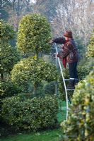 Louise Bendall on a ladder duck pruning Ilex lawsoniana

