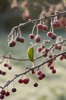 Malus hupehensis