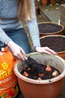 Planting Tulipa bulbs into prepared terracotta container - topping up with bulb fibre