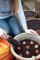 Planting Tulipa bulbs into prepared terracotta container - topping up with bulb fibre
