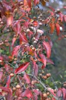 Pyrus 'Pashia', Champion Tree, with fruits in December.